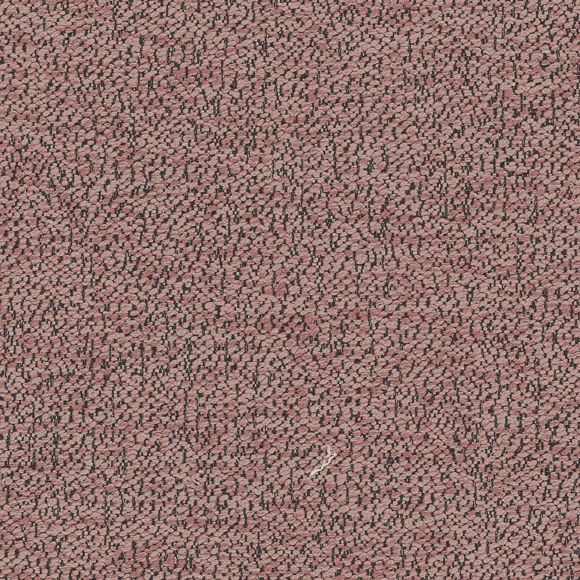 rosa ELW64